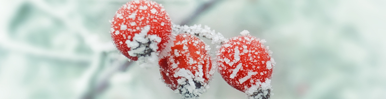 You are currently viewing Joyeux Noël !